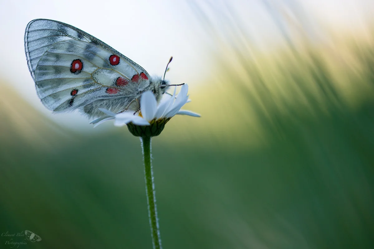 Apollon sur sa marguerite, recto. Sony A99, sigma 105mm macro.