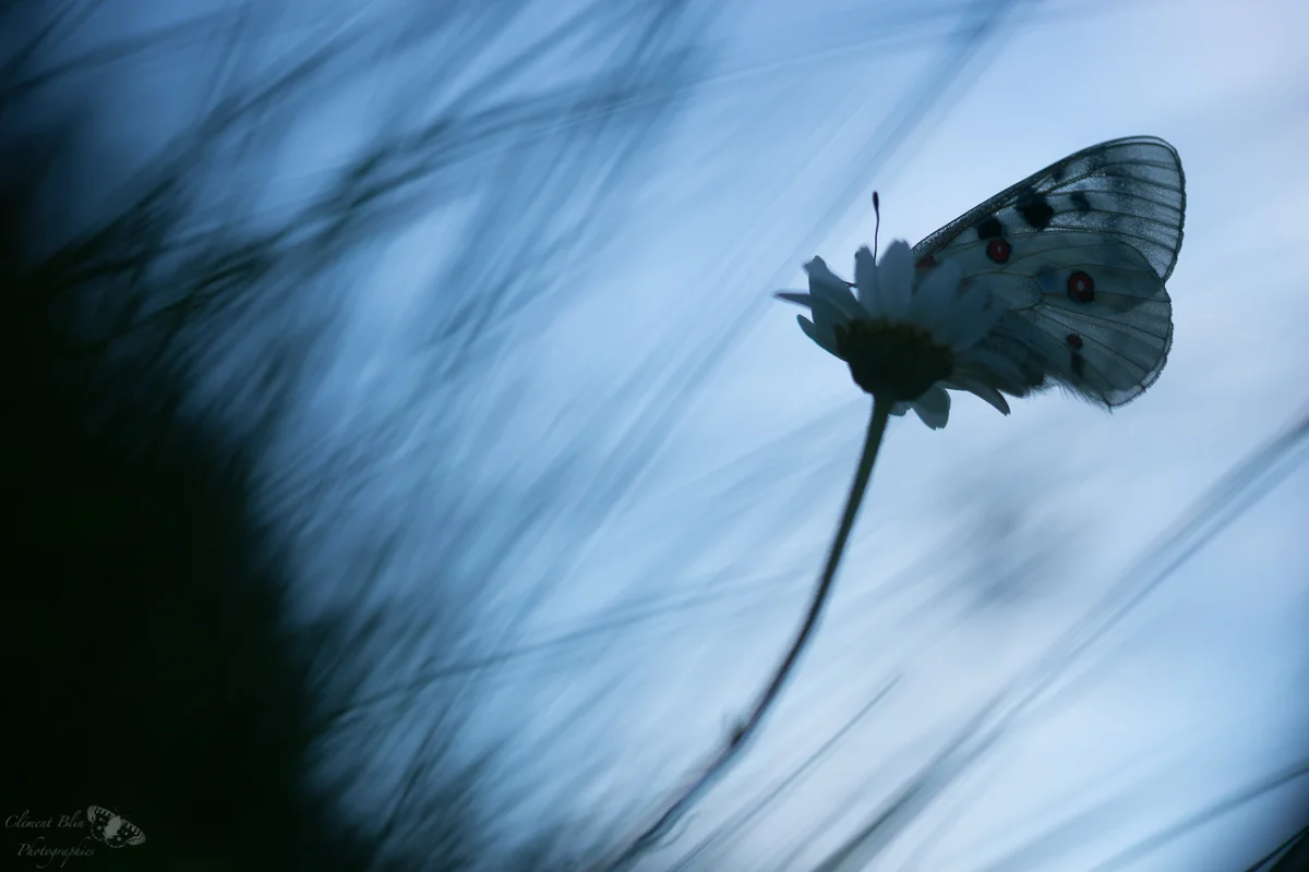 Apollon sur sa marguerite, verso. Sony A99, sigma 105mm macro.
