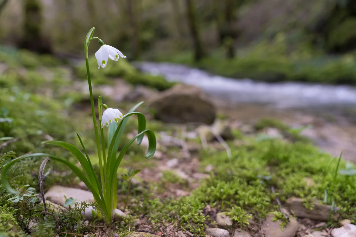 Nivéole au bord de la rivière, 24mm, F2,8.