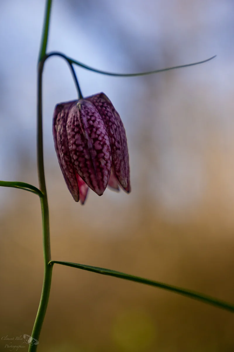 Sony Alpha 7, 24-70 F2,8, 70mm, F2,8, 1/800.