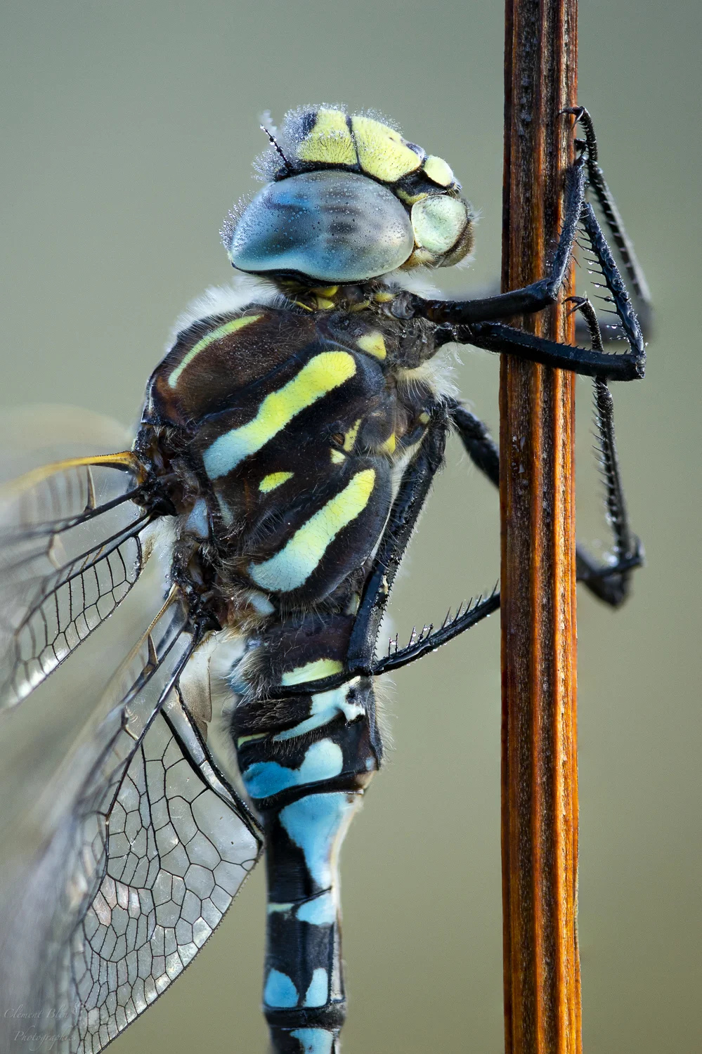 Portrait de l’Aeschne. Sony Alpha 7, 180mm macro, 1/50 sec, F4, 800 isos. Fusion de 14 photos.