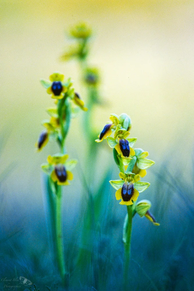 Ophrys jaune (Copy)