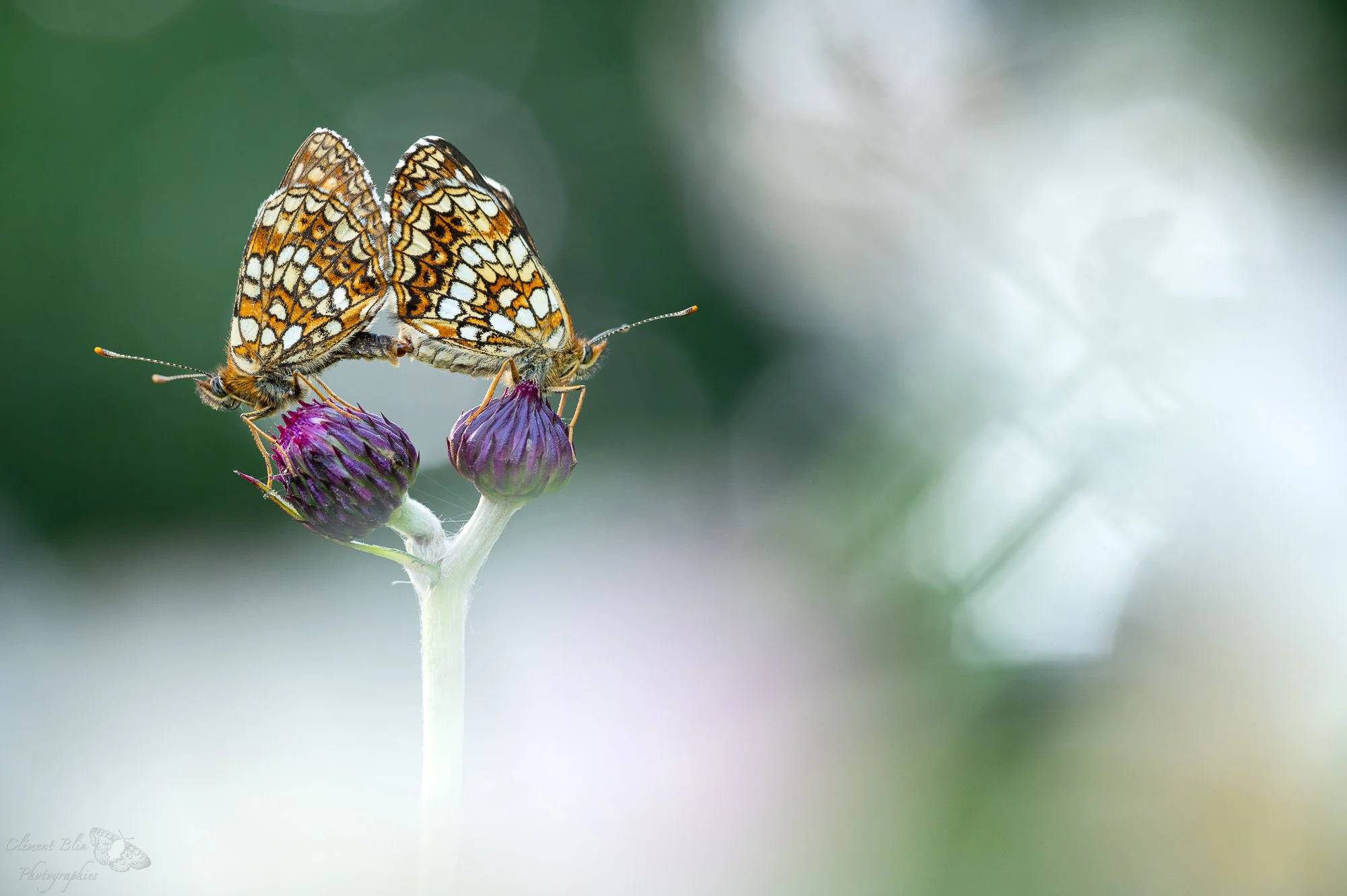 Duo de mélitées  (Copy)