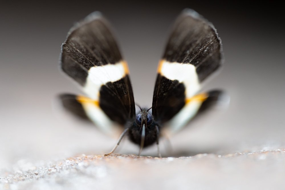  Un petit papillon qui conservait ses ailes relevées en butinant des sels minéraux, très photogéniques. 
