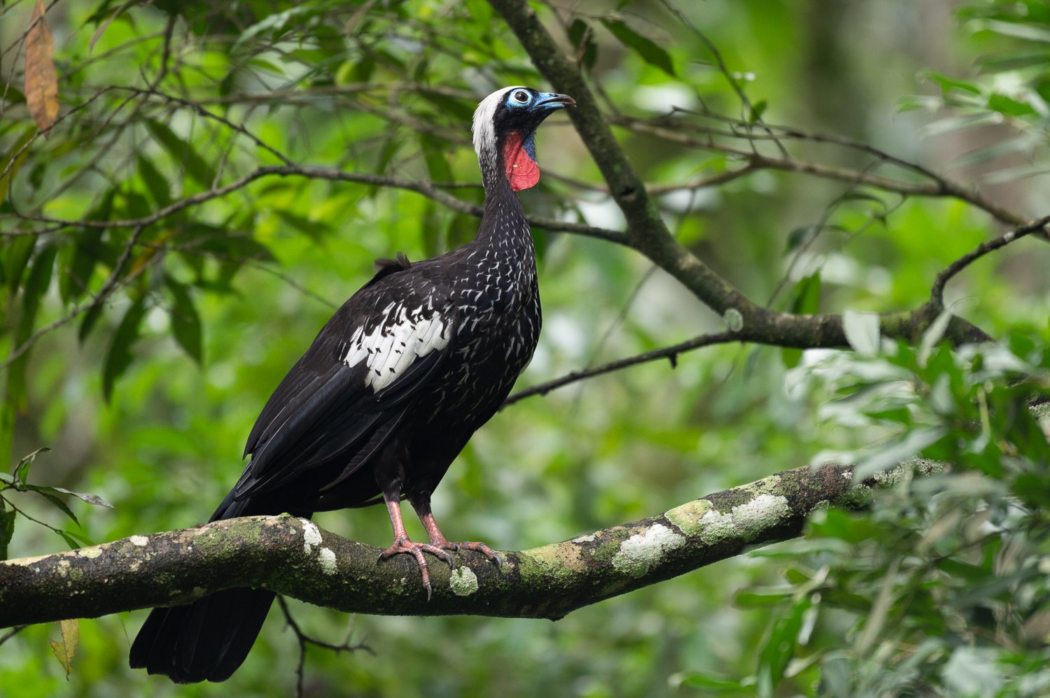  Pénélope à front noir. Un très bel et imposant oiseau que vous aurez peut être la chance de croiser ! 