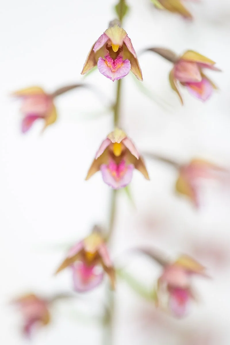 Epipactis, joyaux de la tourbière (Copy)