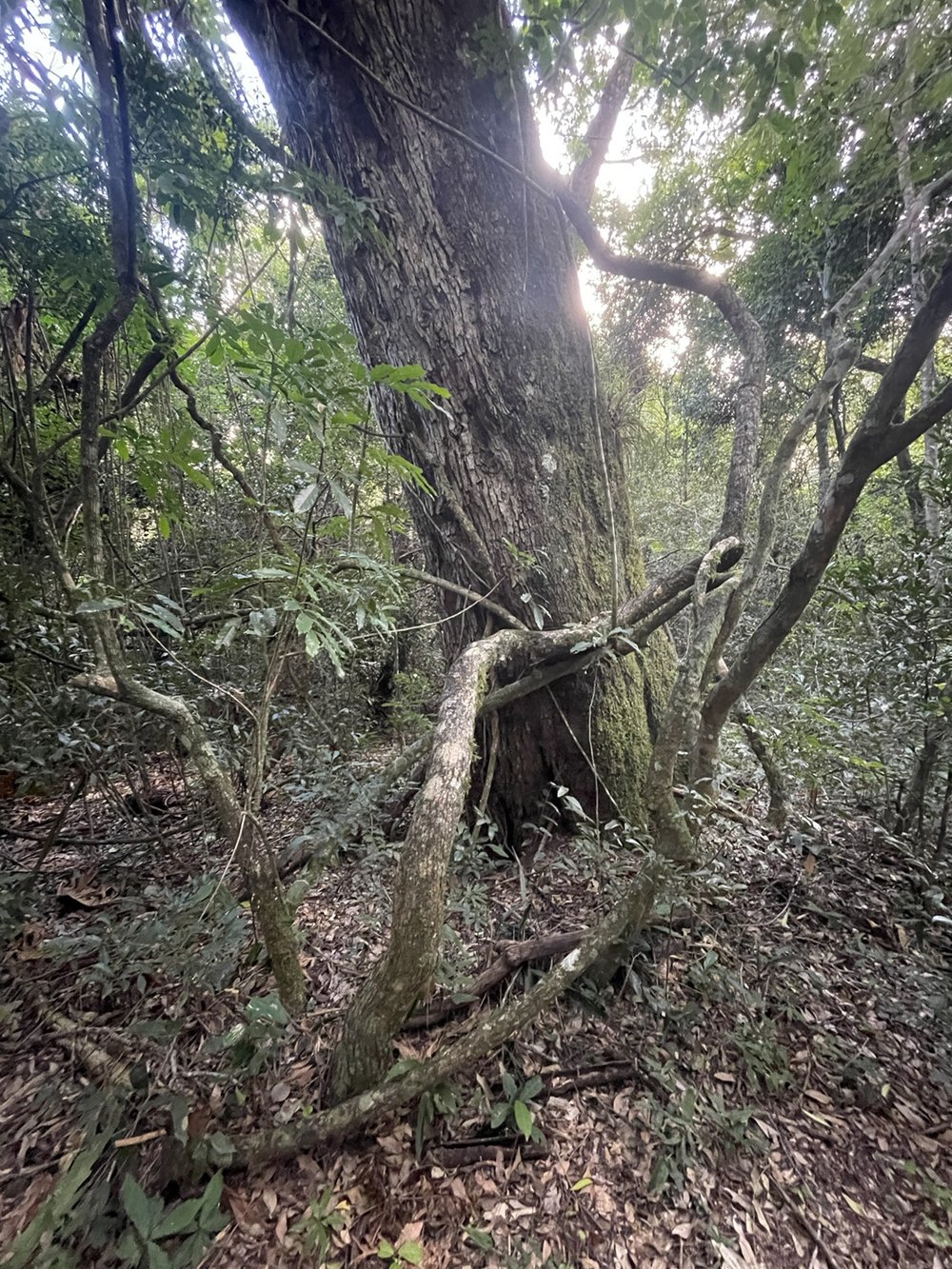  Les lianes et racines sont impressionnantes ! 
