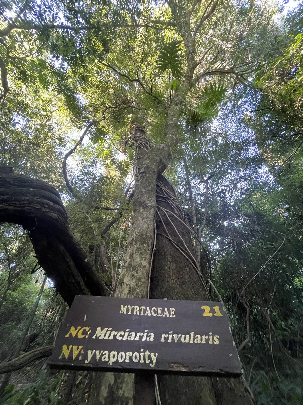  Quelques indications botaniques au pied des arbres remarquables du petit sentier 
