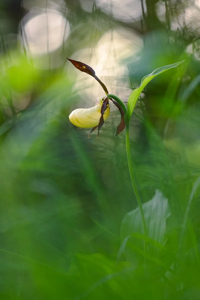 Sabot de Vénus. 150mm, F3.2