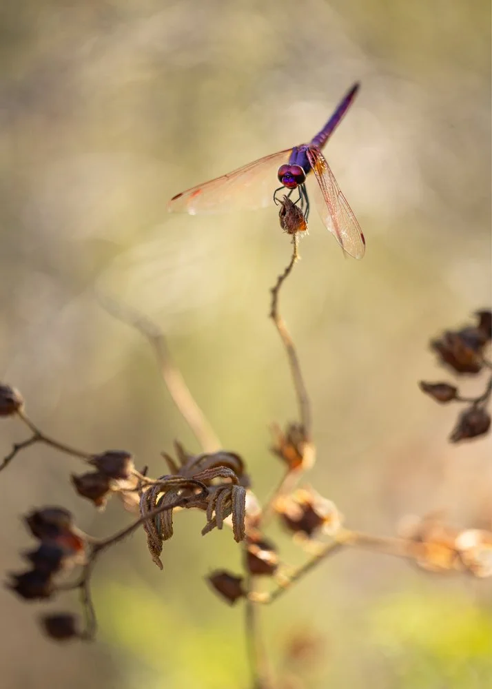 Trithémis anulata, 150mm F3.5