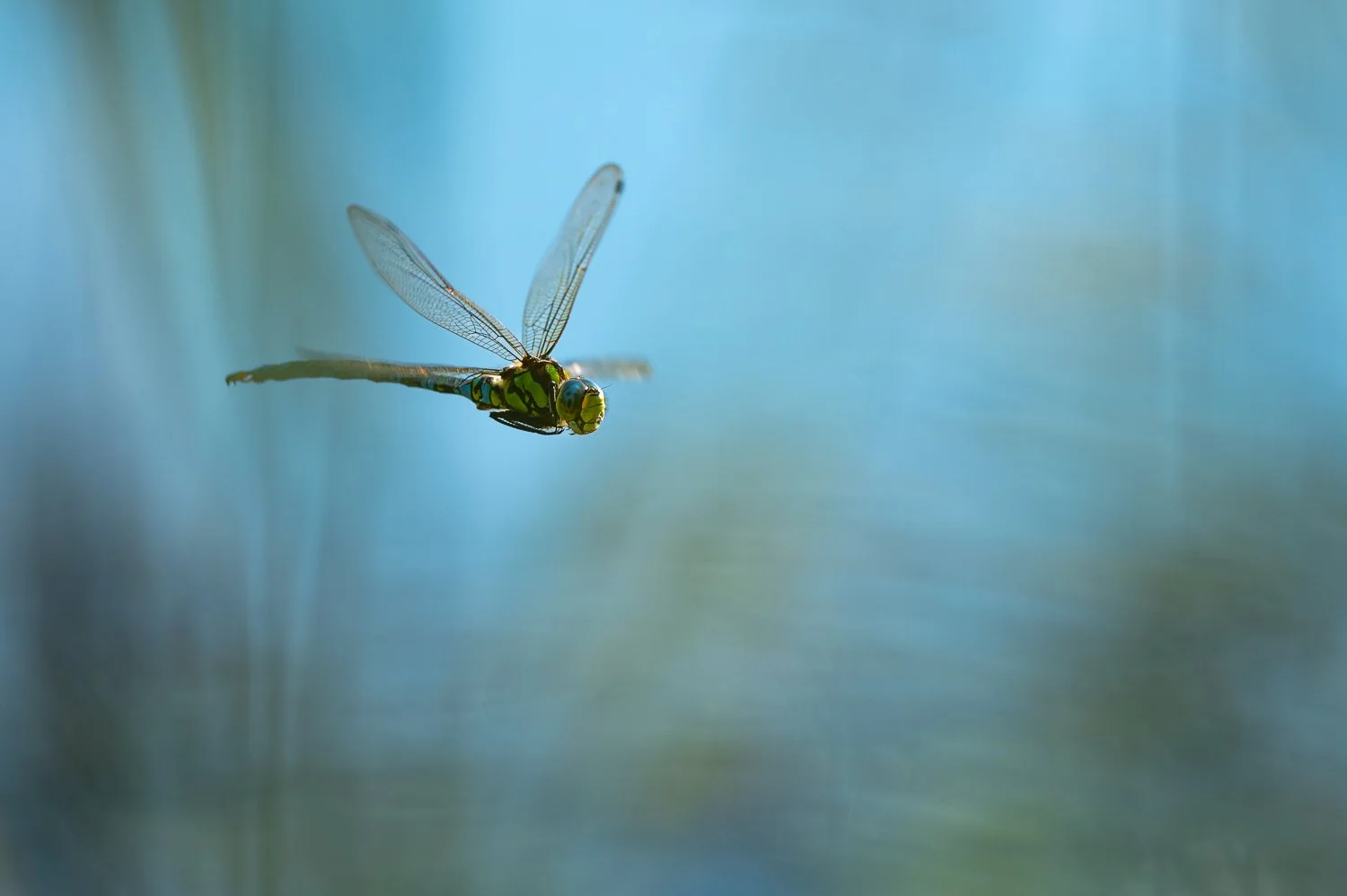 Aeschne bleue
