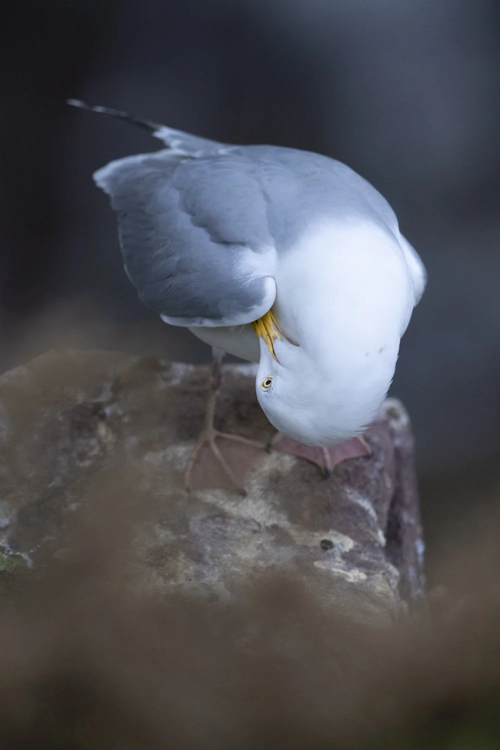 Goéland à courte distance. La mise au point est réactualisée très fréquemment  avec succès pour suivre les petits mouvements de tête de l’oiseau.