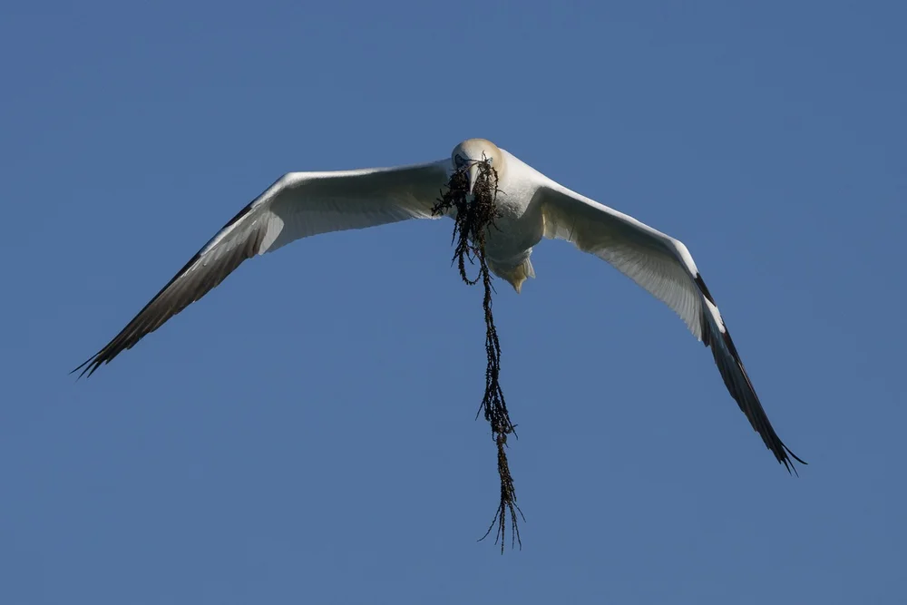 Ici, je pense qu’un objectif en monture Z aurait permit un meilleur suivit. Le fou volait plus vite que le goéland précédent et le 500mm a eu du mal à le suivre aux courtes distances.
