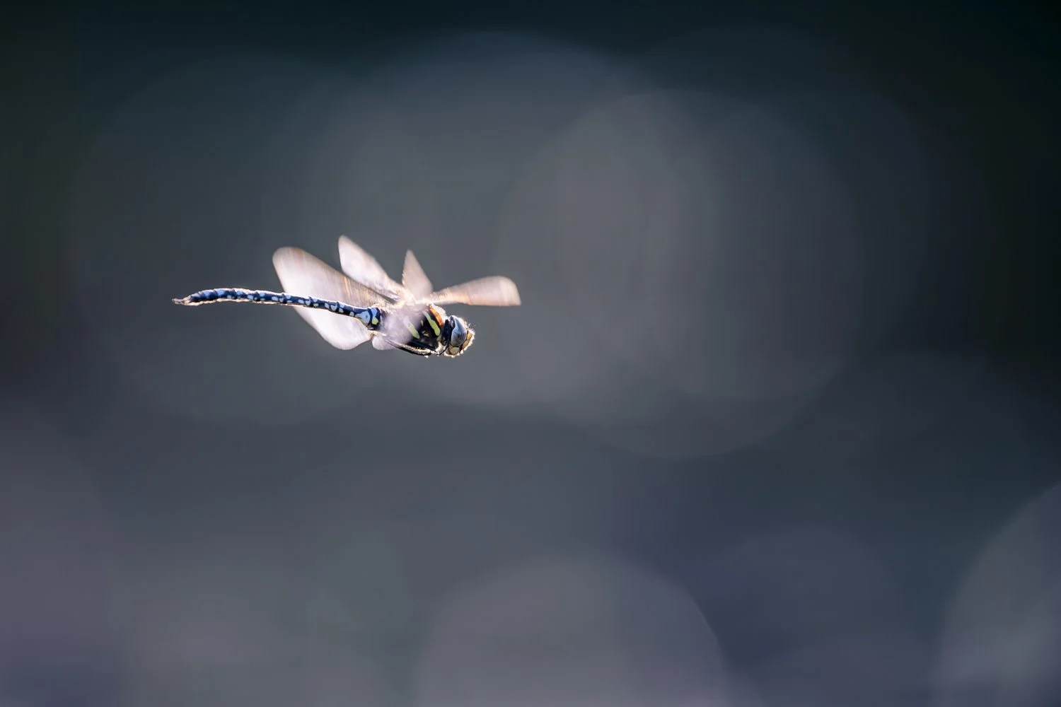 Aeschne des joncs en contre-jour. le Z8 a fait le point plusieurs fois sur son oeil. Le suivit n’est cependant pas aussi bon que pour les oiseaux. 