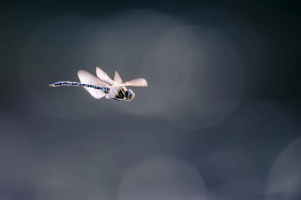Aeschne des joncs en contre-jour. le Z8 a fait le point plusieurs fois sur son oeil. Le suivit n’est cependant pas aussi bon que pour les oiseaux. 