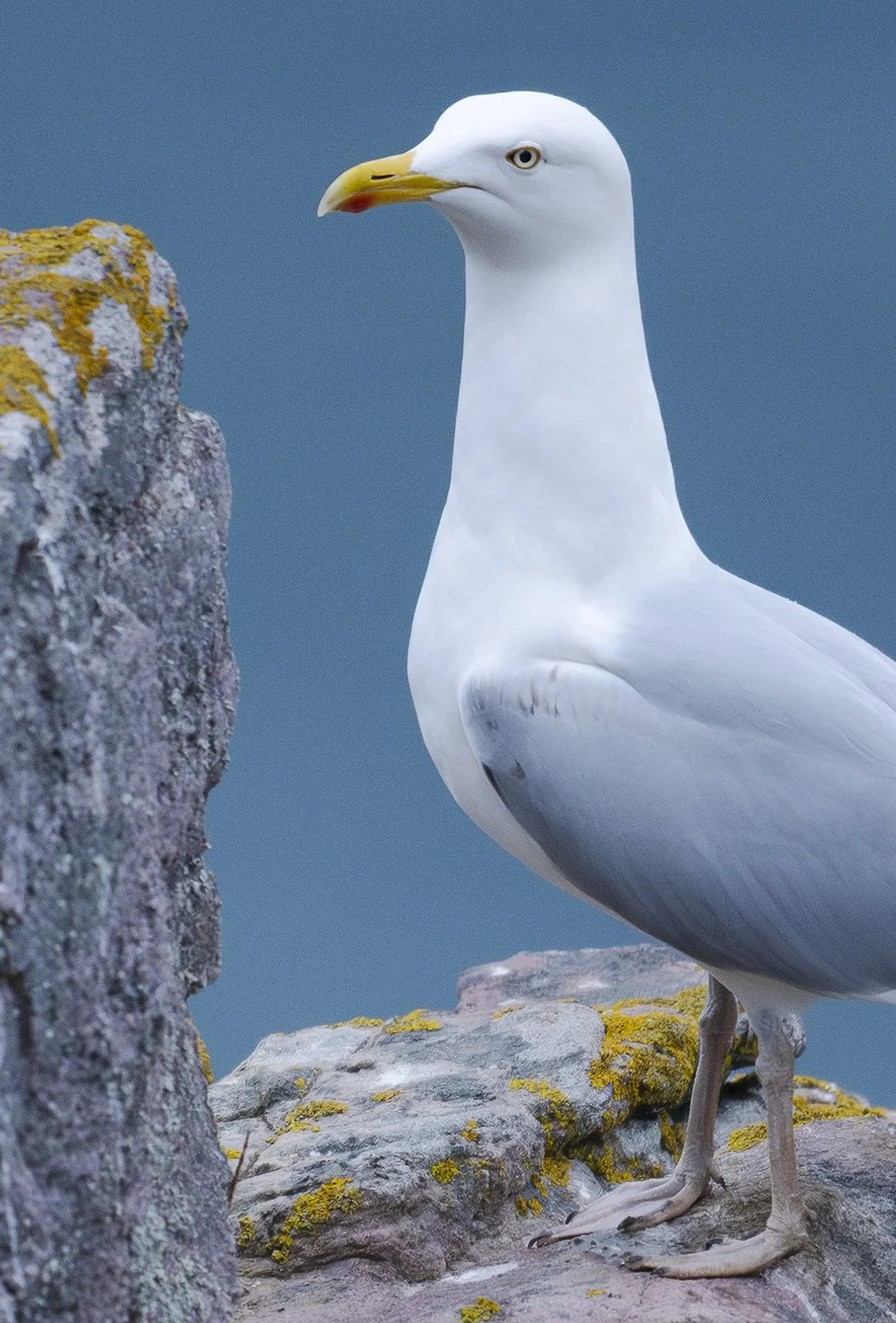 Avec réduction du bruit (Lightroom)