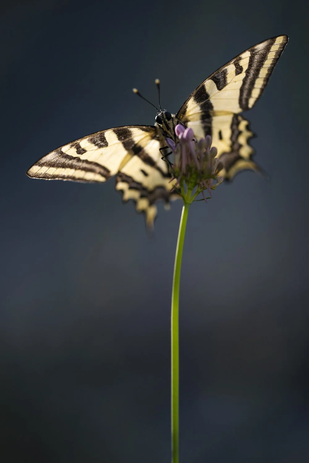 Rencontre avec Papilio Alexanor 