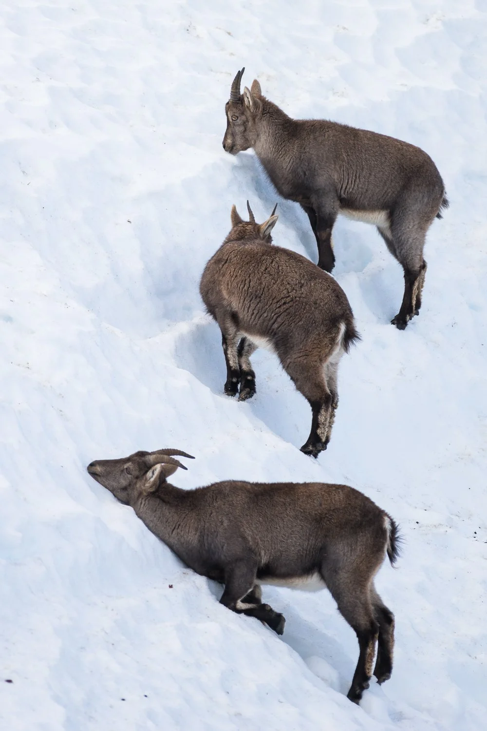 Jeu dans la neige