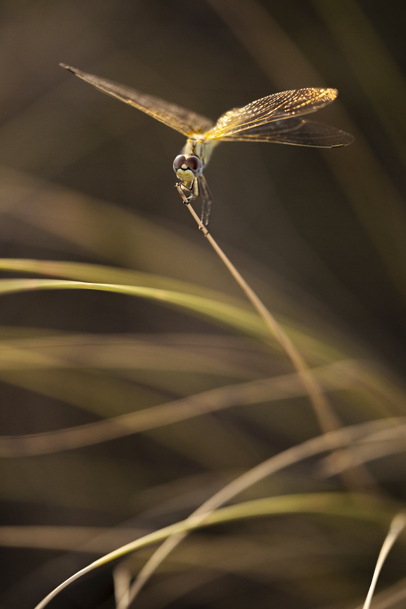 Sympetrum brillant du désert - Bardenas Reales