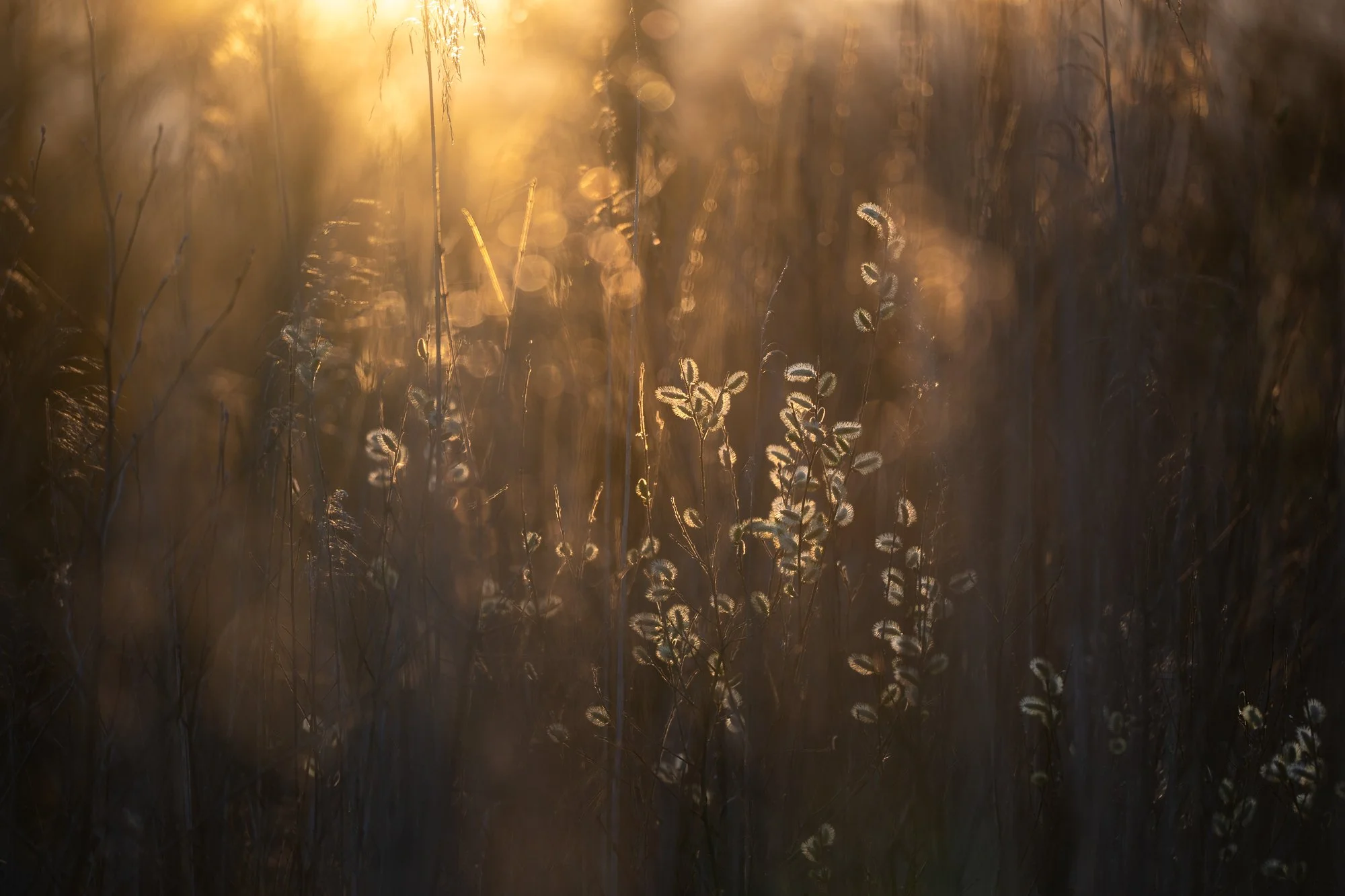 Les premiers signes du printemps