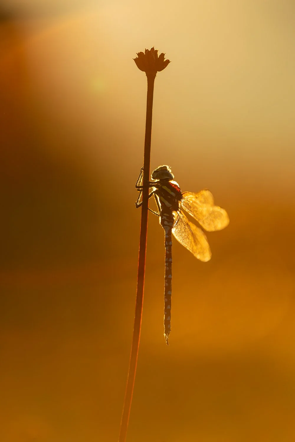 Aeschne d'or
 
premières lueurs du soleil levant, droit dans l'objectif. Les reflets entre les lentilles habillent l'image et la libellule d'une lumière dorée, 