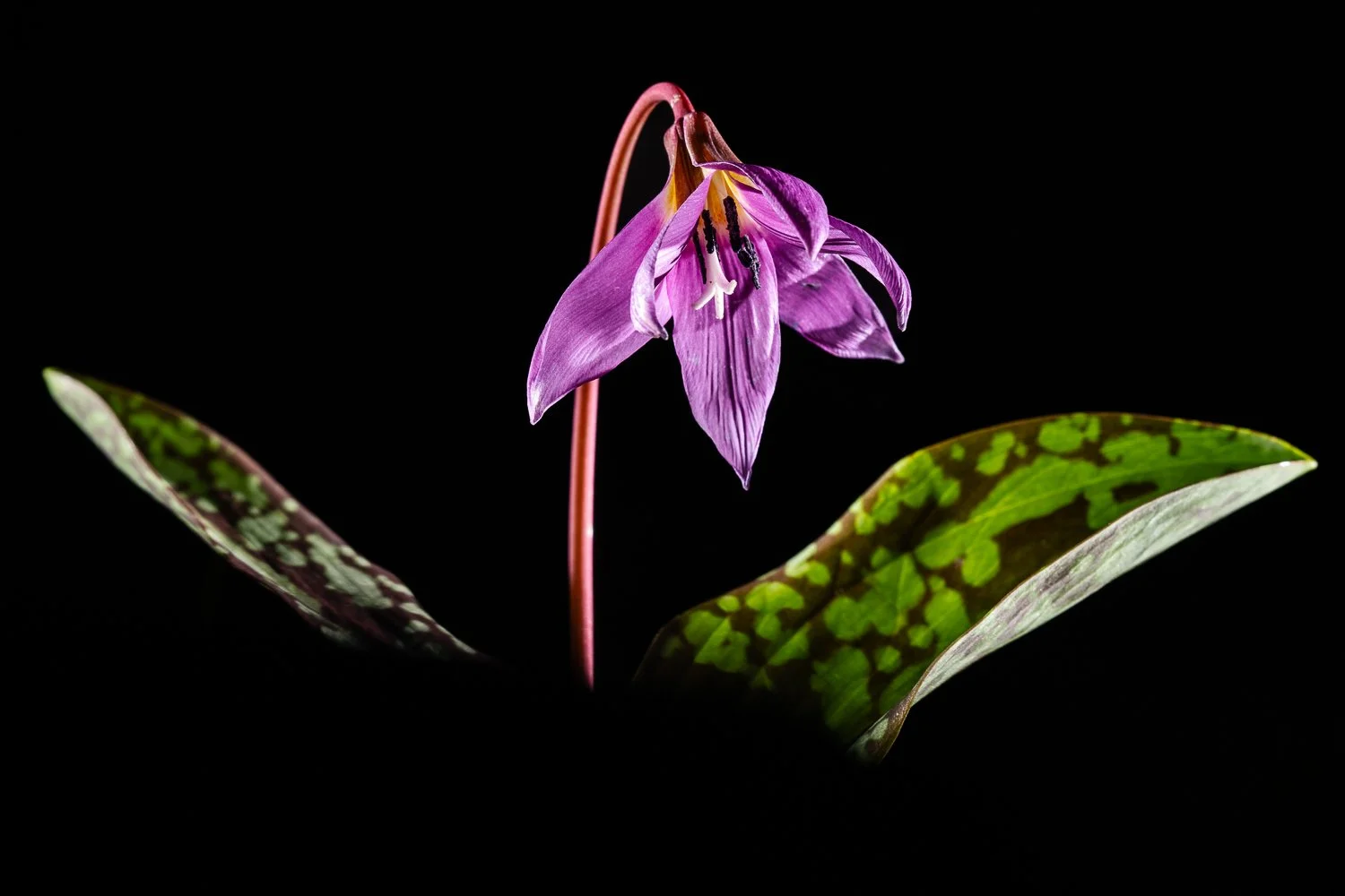 Erythrone à dents de chien