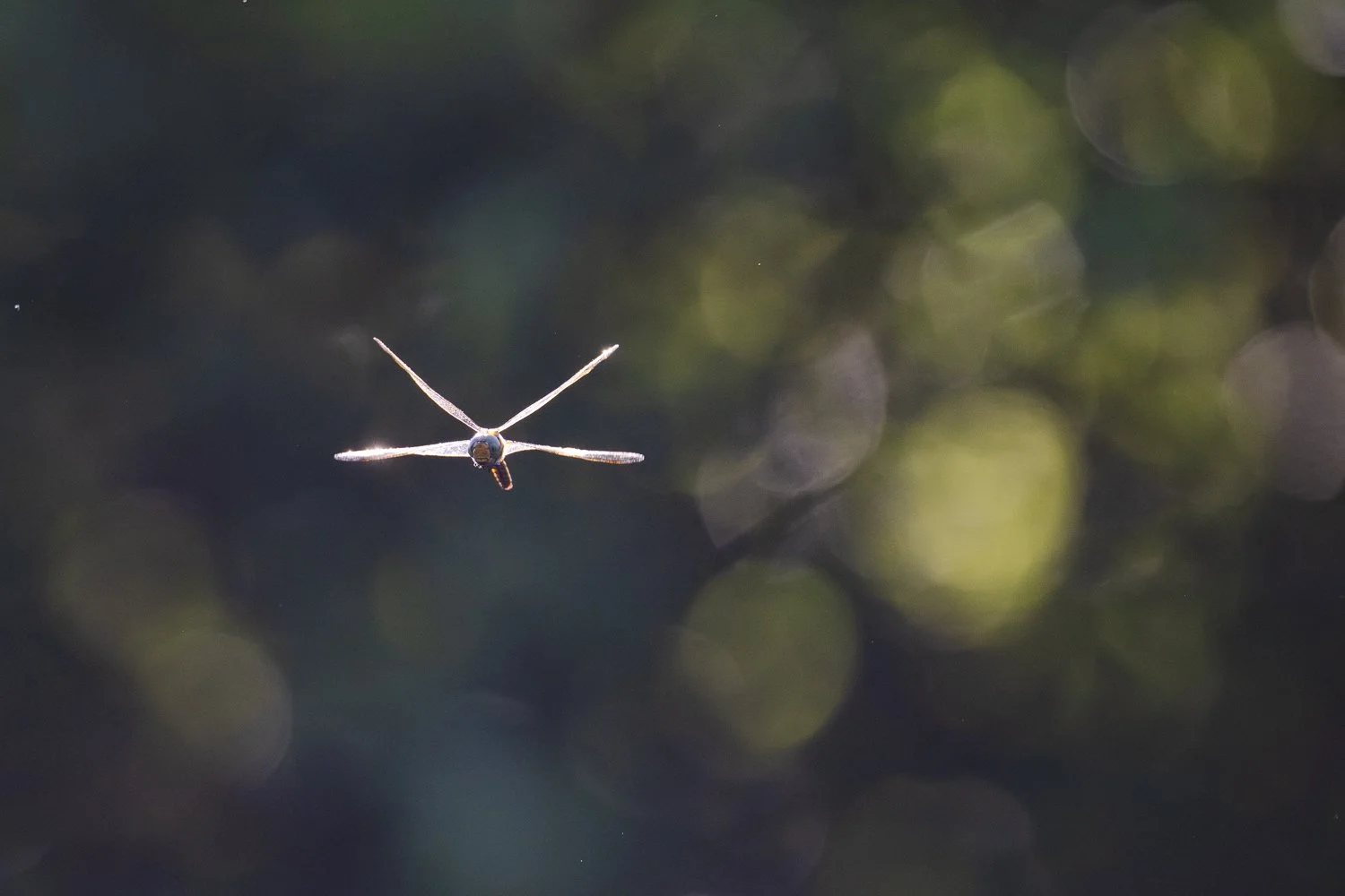 X-wing  -  Aeschne isocèle