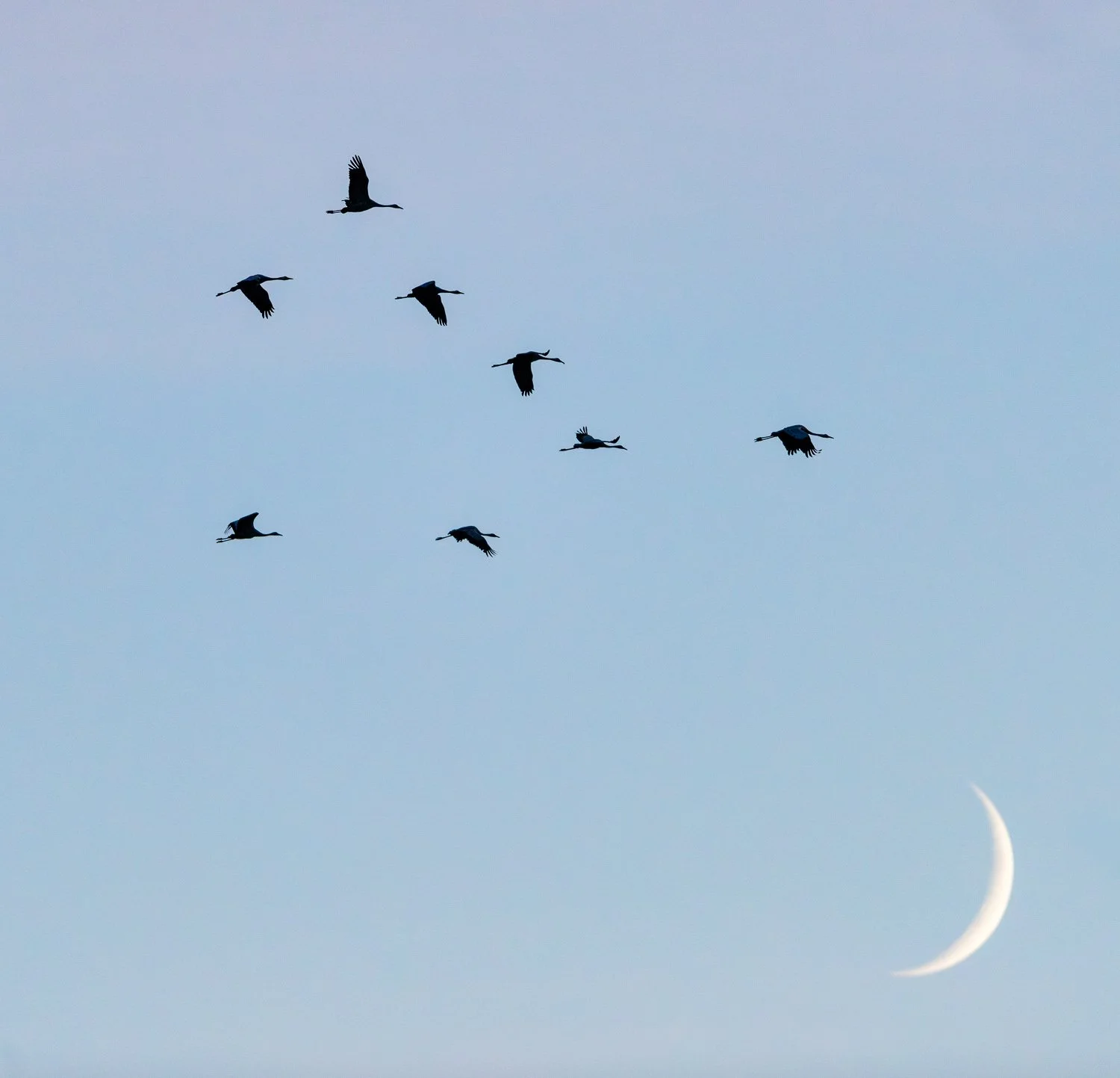 Vol de nuit - grues cendrées 
