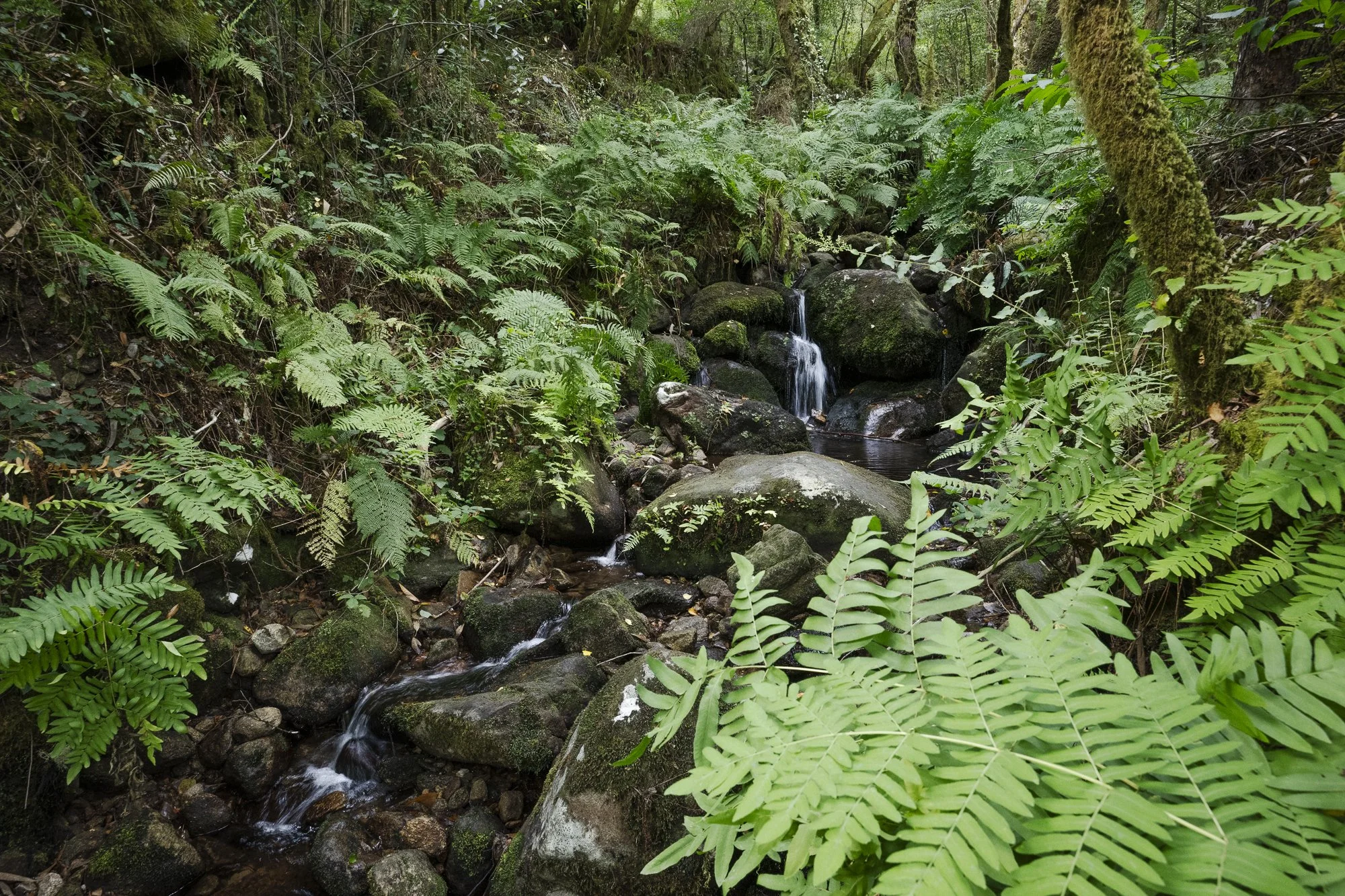Parque natural das Fragas do Eume