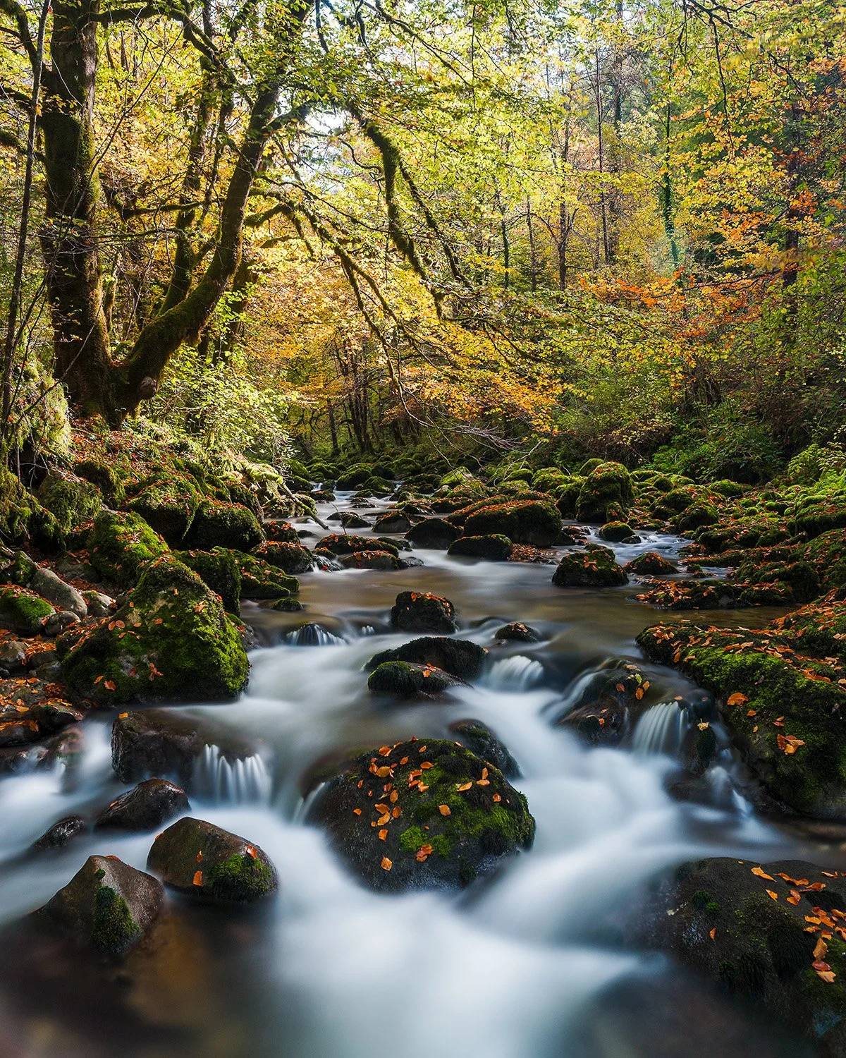 Ambiance-automnale-au-bord-du-Flumen.jpg