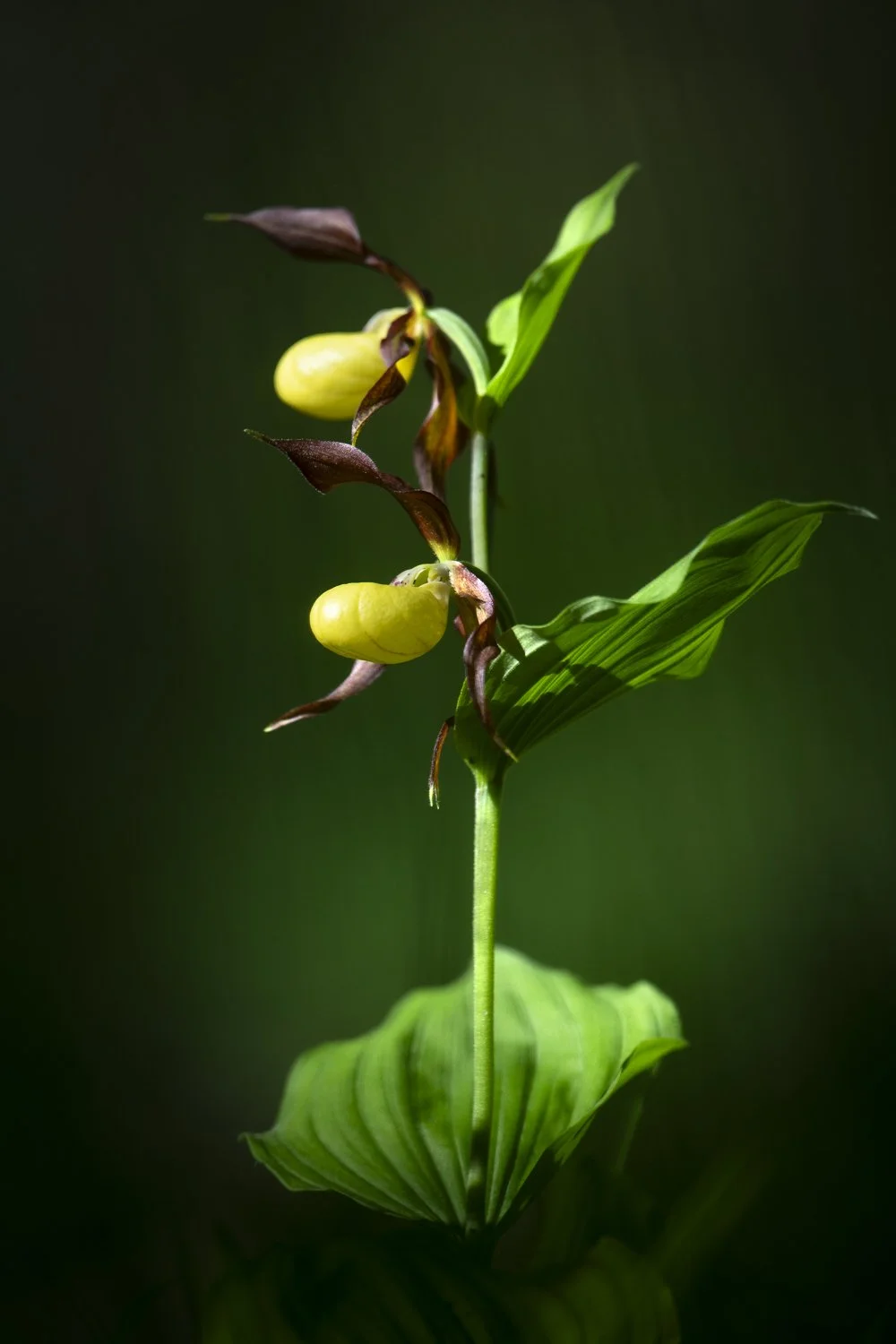 Sabot de Vénus, Chartreuse