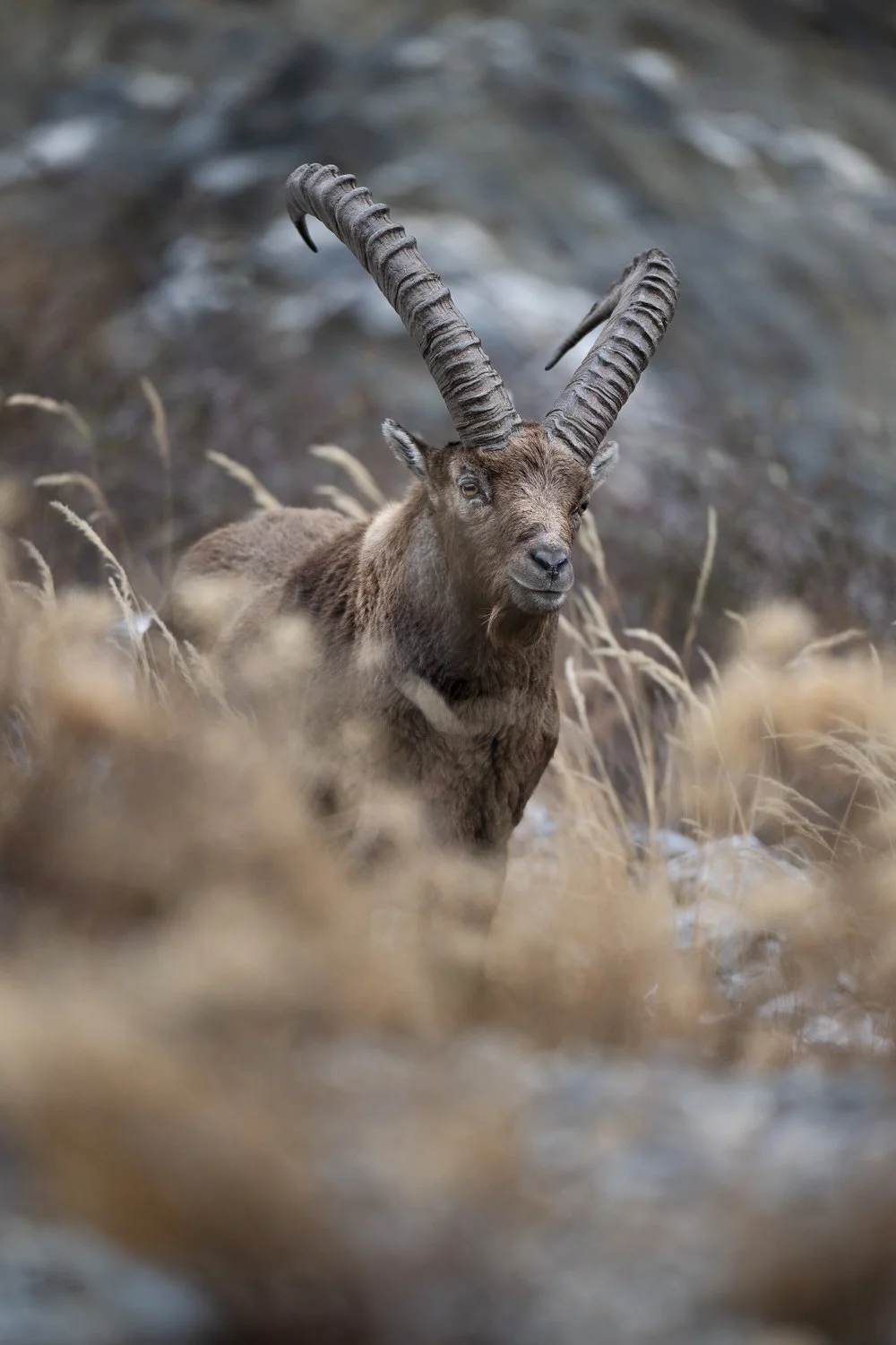 Hivernage du bouquetin en Vanoise