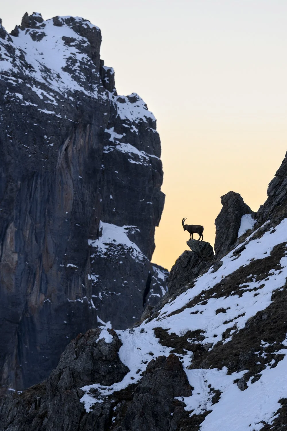 Bouquetin prenant la pose