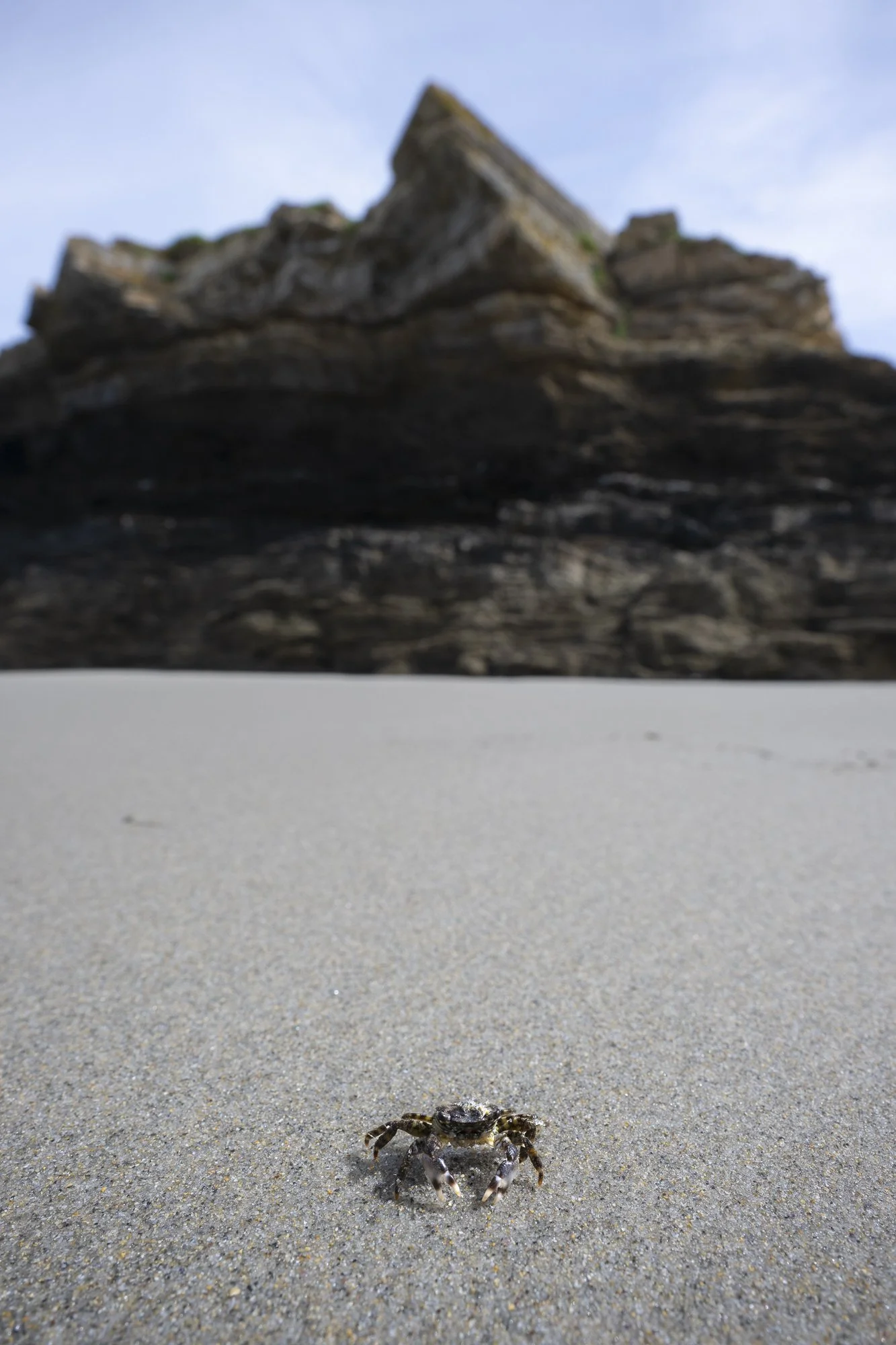 Le crabe de la praia de esteiro