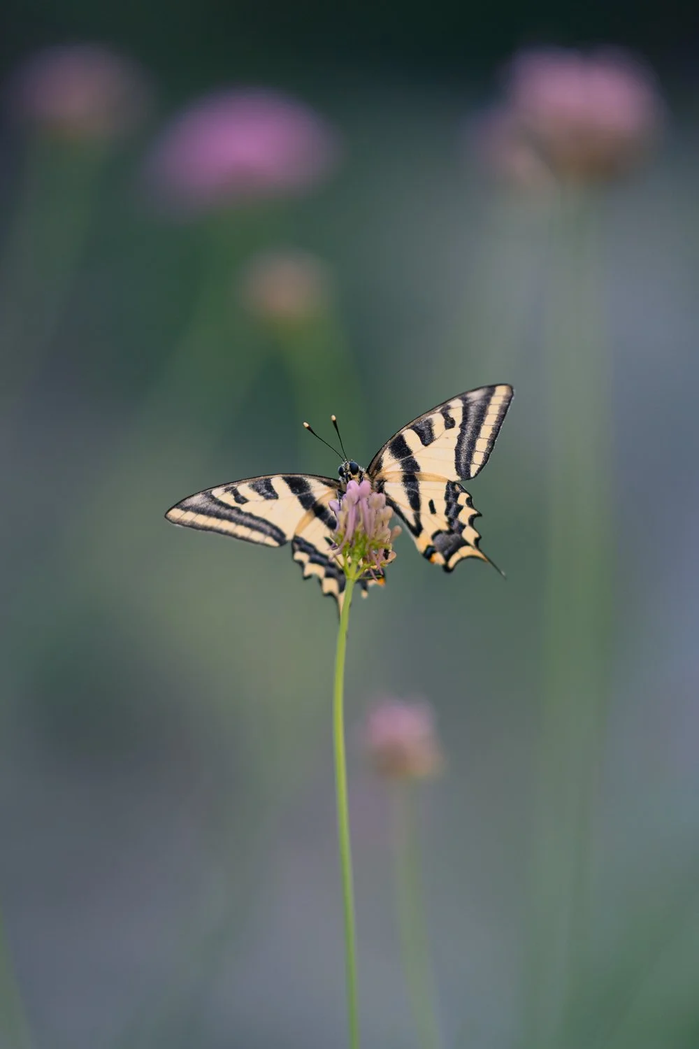 DSC_7683-2.jpg
