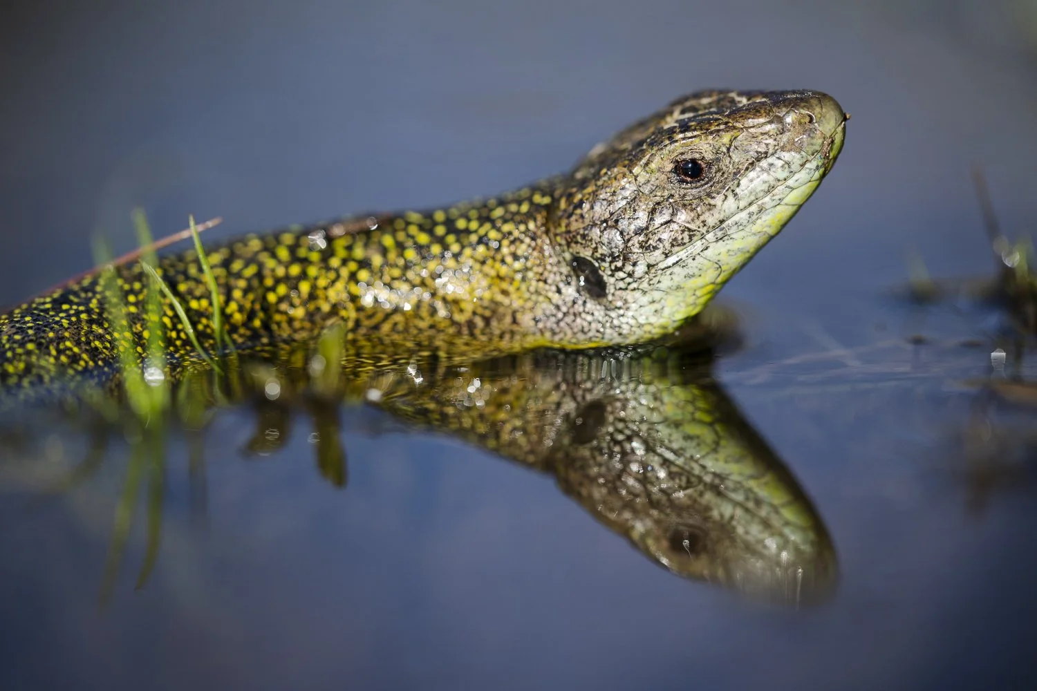 Lézard vert prenant son bain