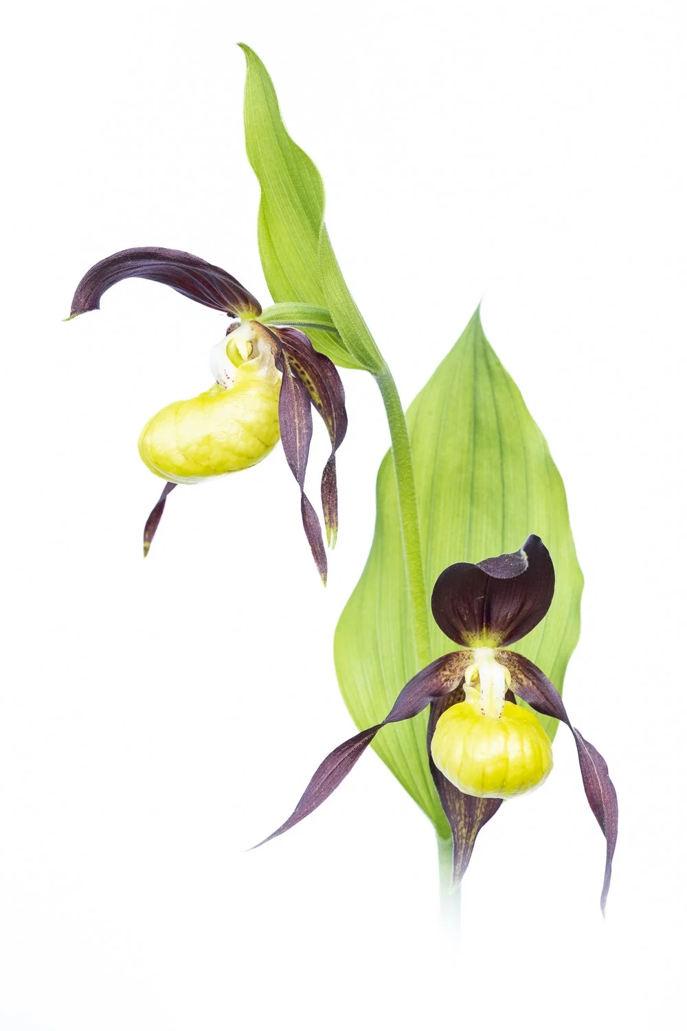 Sabot de Vénus sur fond blanc