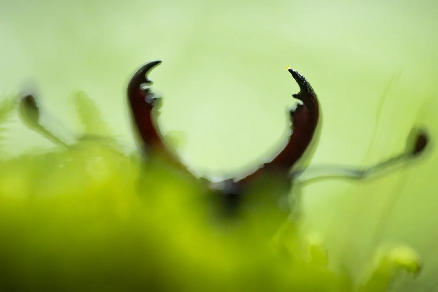 Collembole et Lucan cerf-volant ! Le trouverez-vous ? 