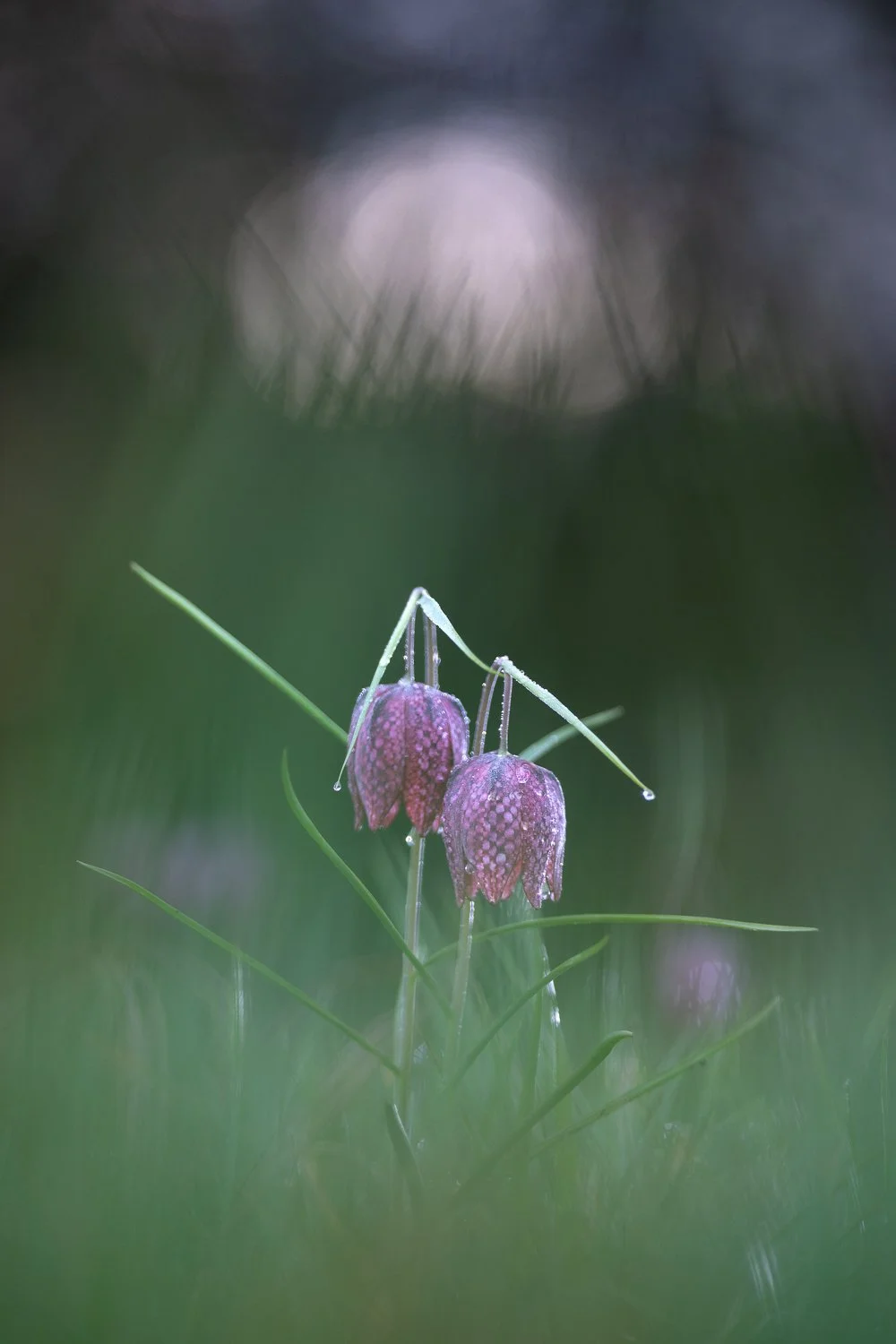 Duo de fritillaires dans la prairie