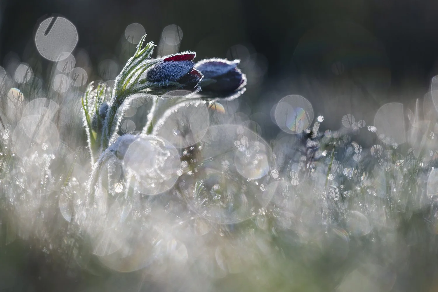 Pulsatilles rouge dans la rosée