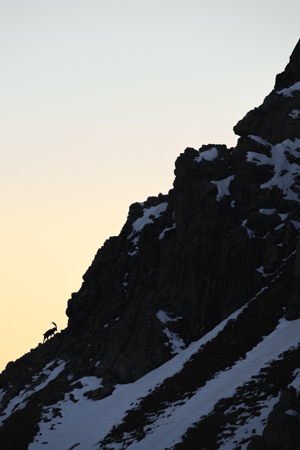 L'ascension du bouquetin