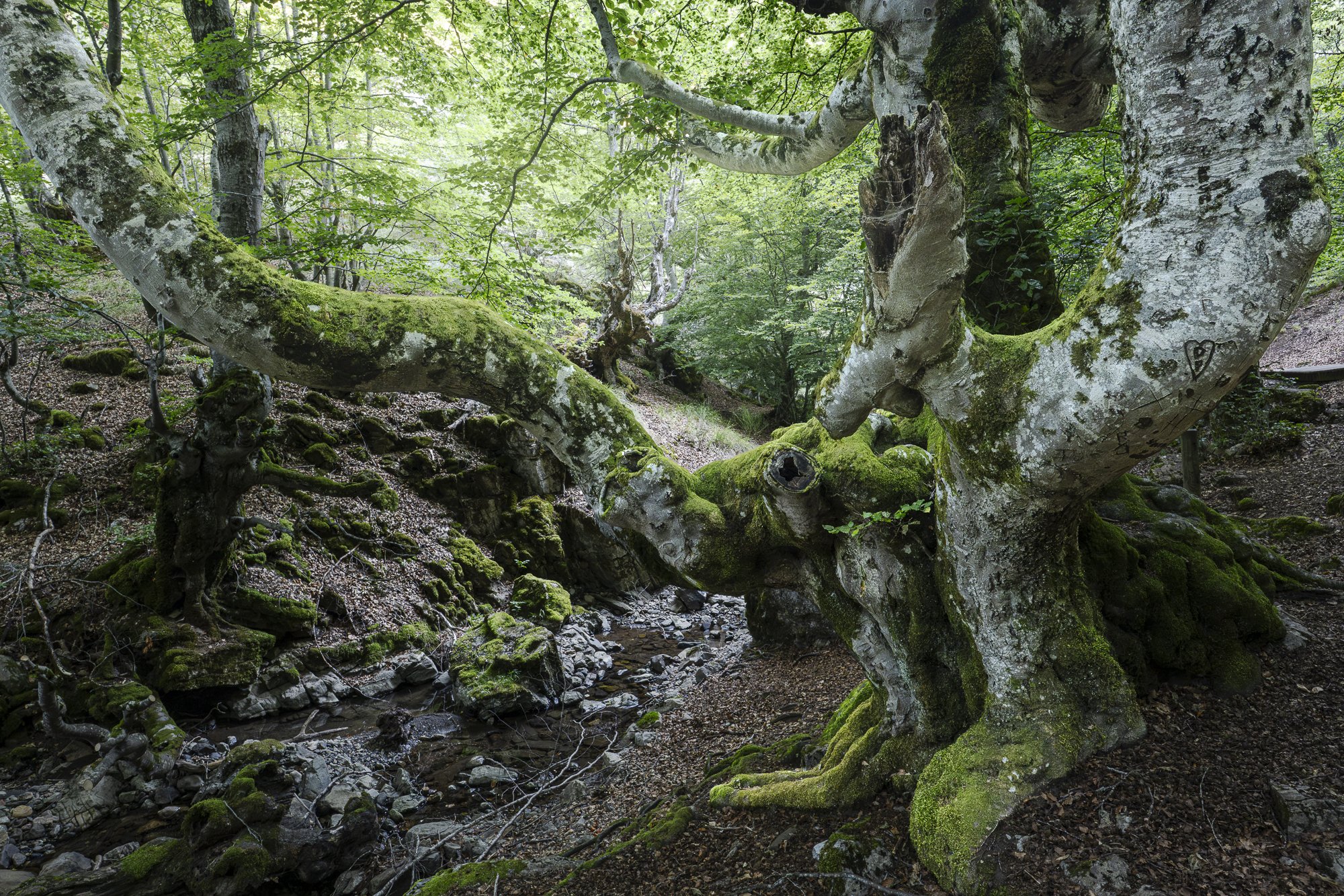 Faedo De Ciñera - forêt de hêtres centenaires 