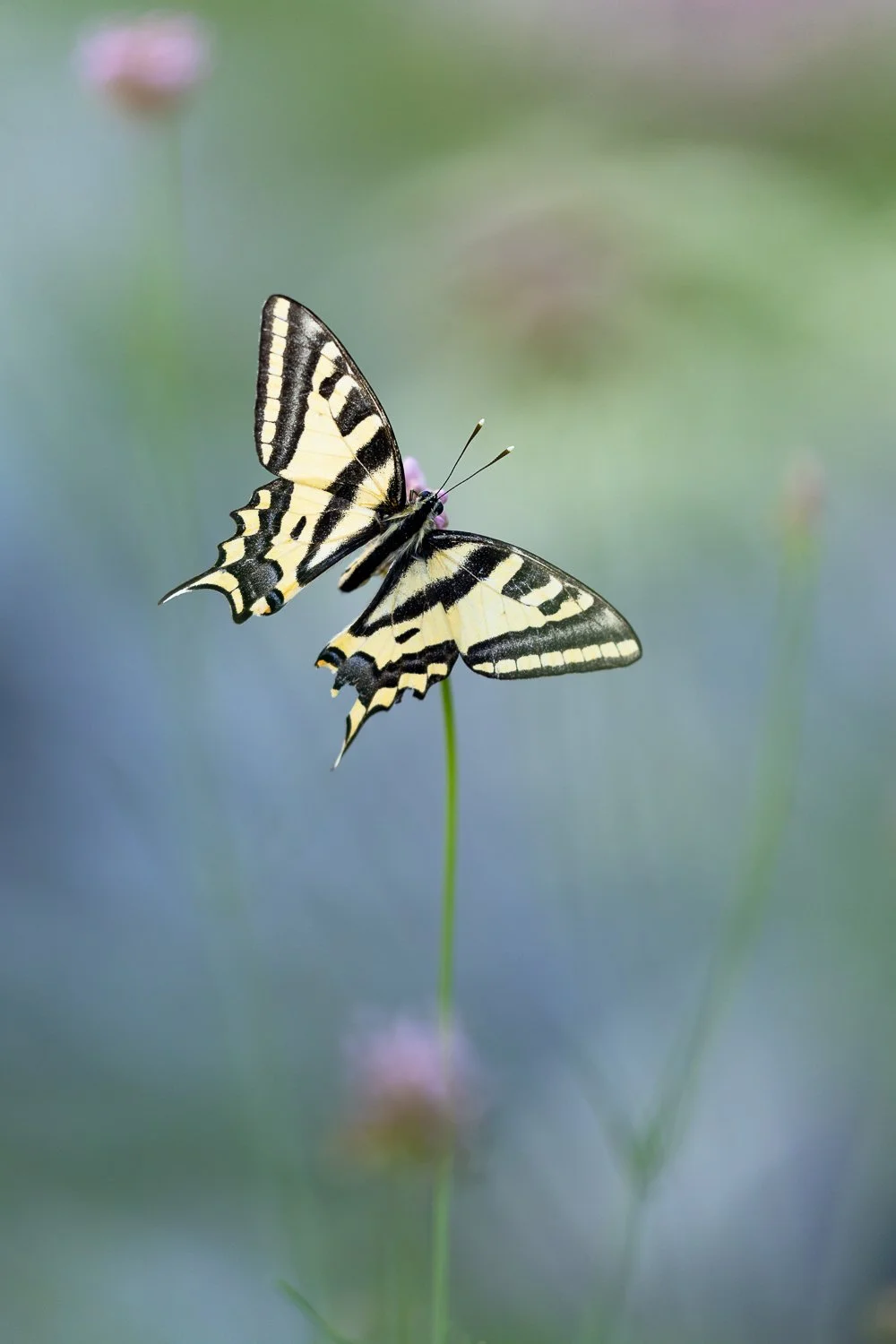 Papilio Alexanor