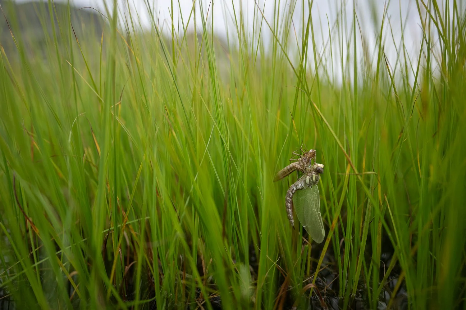 Emergence au coeur de la végétation rivulaire