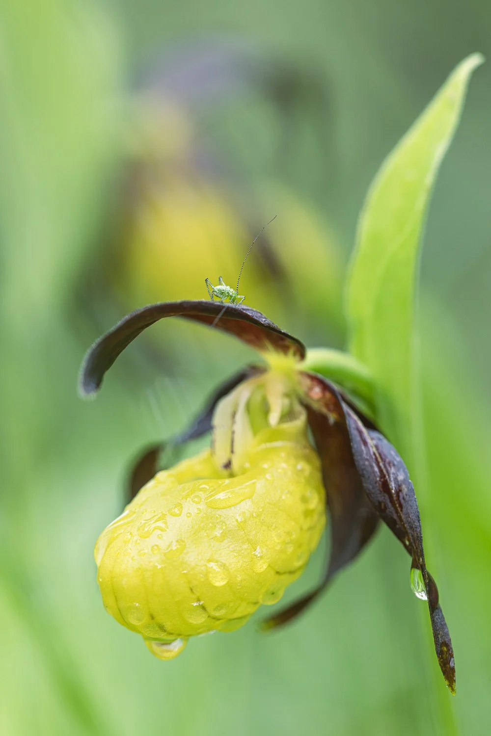 Le petit habitant dans orchidée