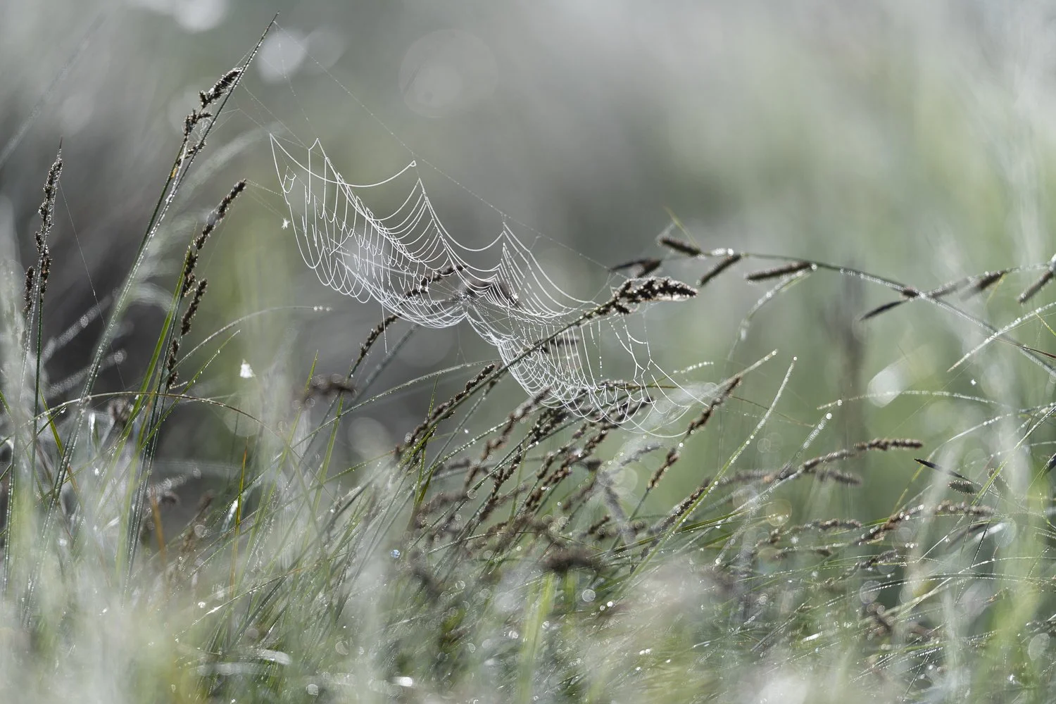 Ambiance humide au petit matin - toile d'araignée dans la rosée
