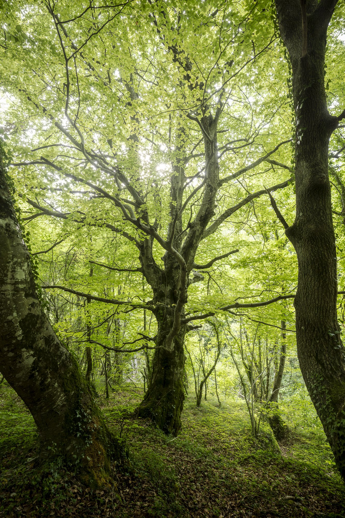 La magnifique forêt al nacedero del Río Urederra