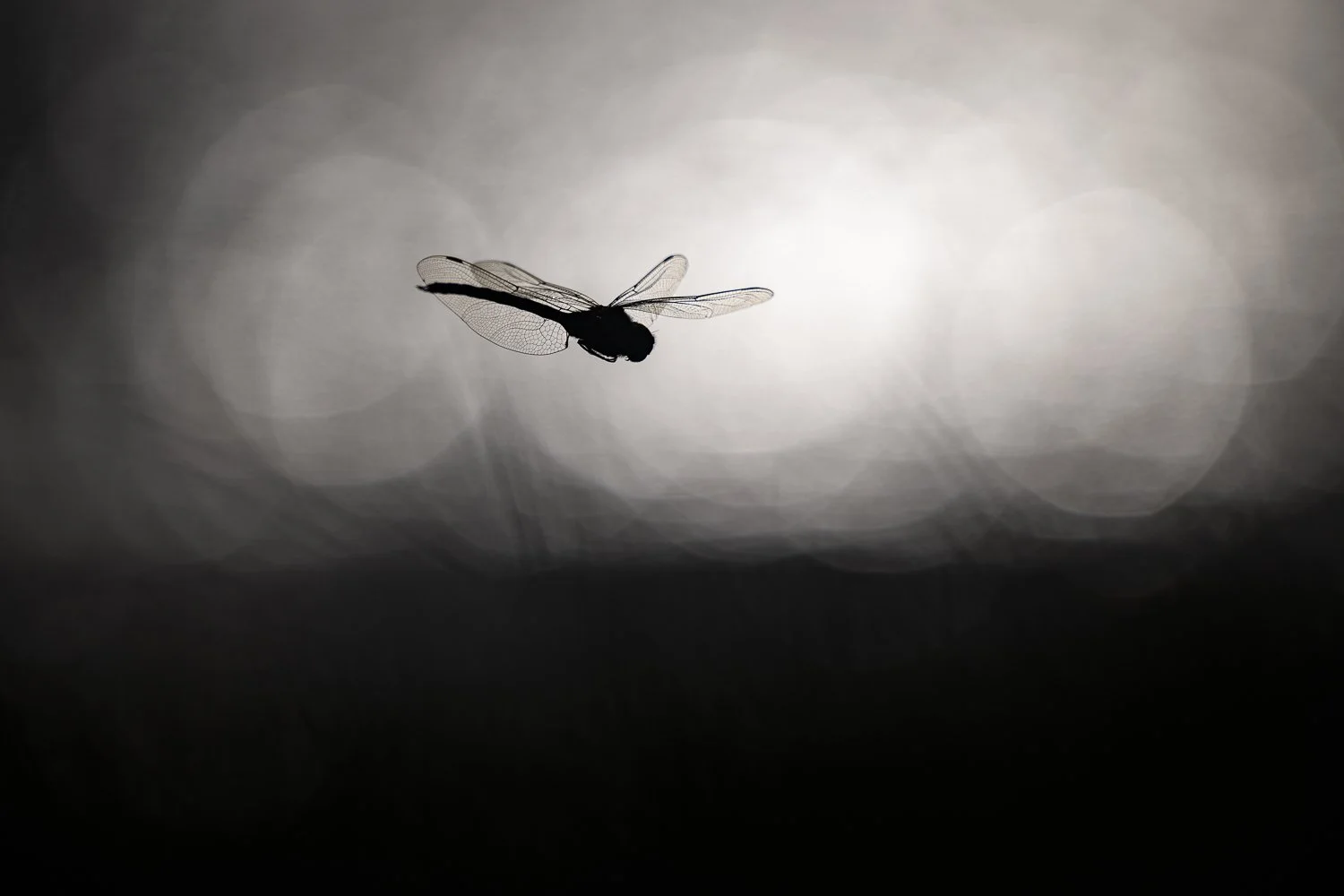 Aeschne en monochrome