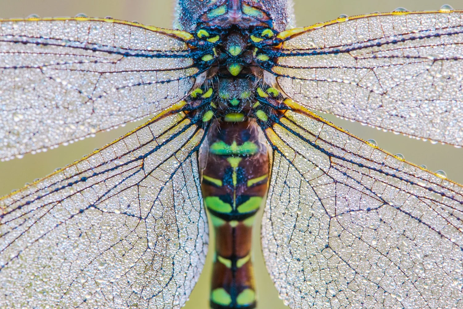 Les ailes couvertes de rosée 

 

 Cette aeschne des joncs femelles était posée à seulement une dizaine de centimètres du sol, sur une marguerite. J’en ai profité pour photographier ses ailes pleines de rosée. 