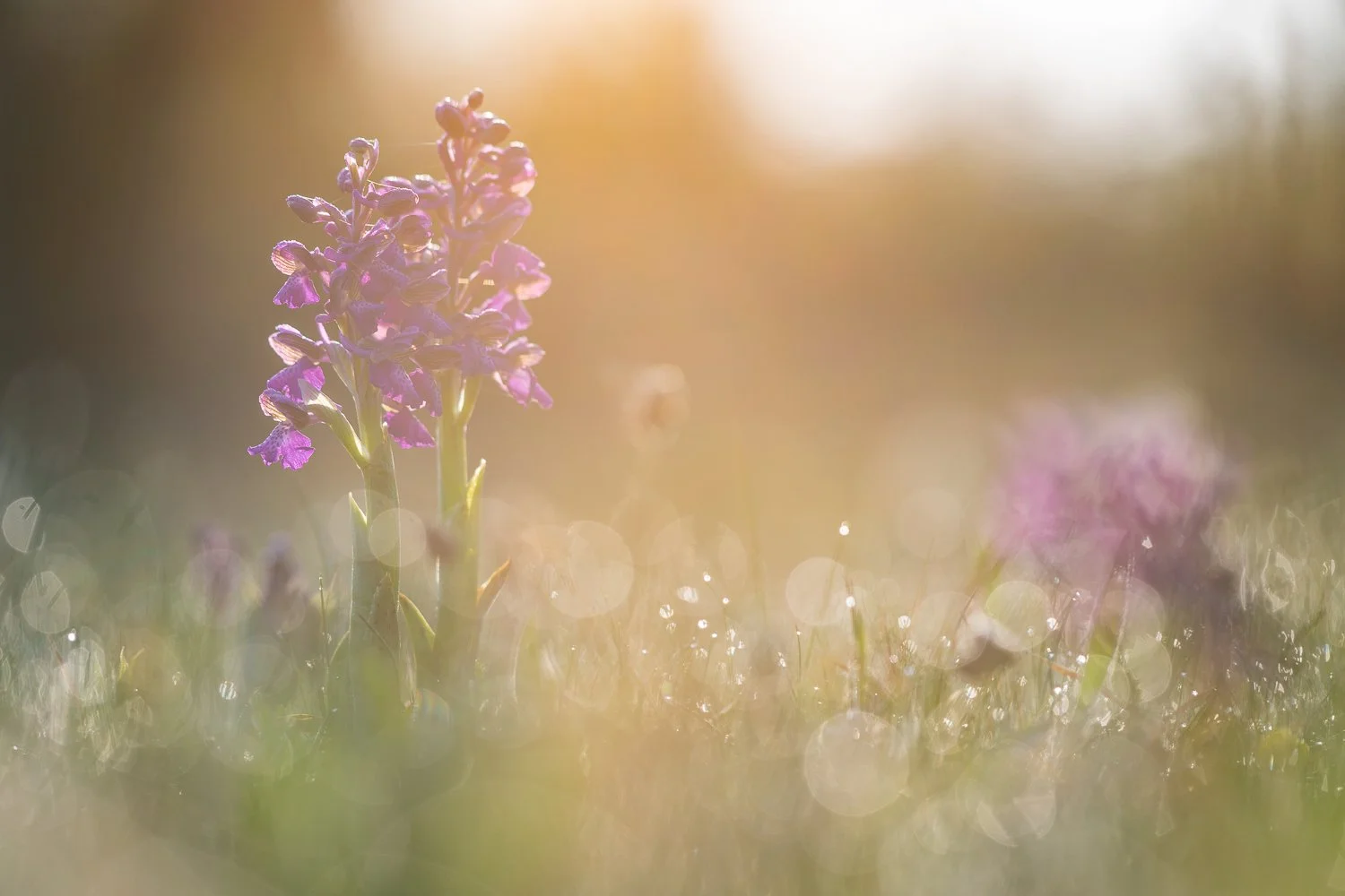 Orchis et lumière orangée